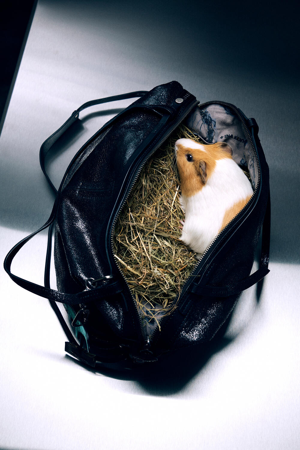ie schwarze INA KENT Tasche DELA EDEN ed.1 liegt auf einem metallischen Untergrund. Der Reißverschluss ist geöffnet und zeigt ein Meerschweinchen, das auf einem Nest aus Heu sitzt und aufmerksam nach oben schaut.